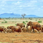 Tsavo East National Park
