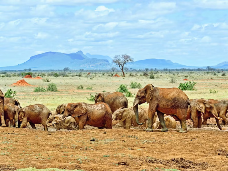Tsavo East National Park
