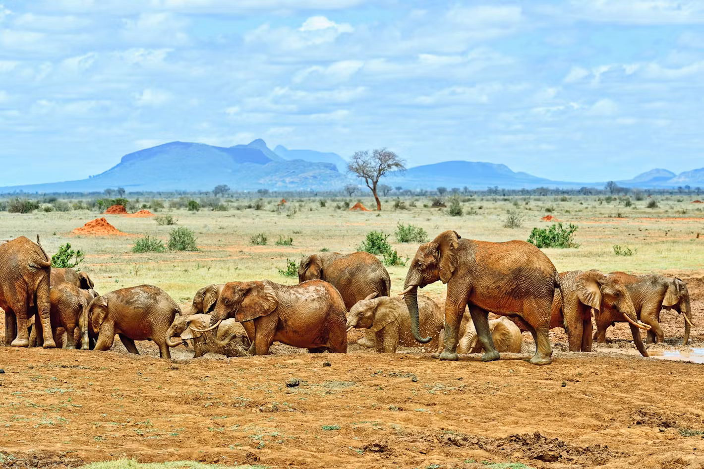Tsavo East National Park