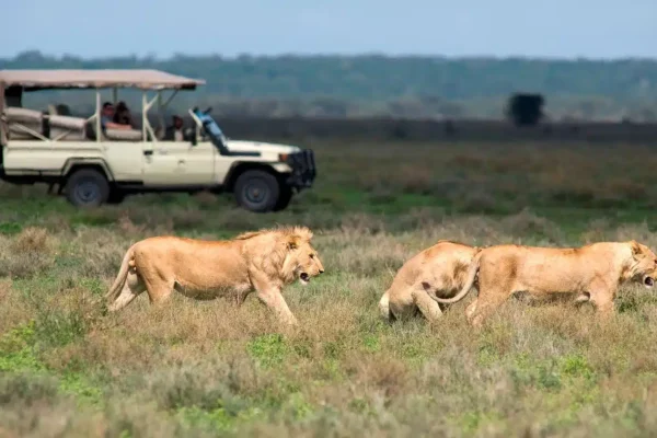 8 Days Best of Western Uganda Tour
