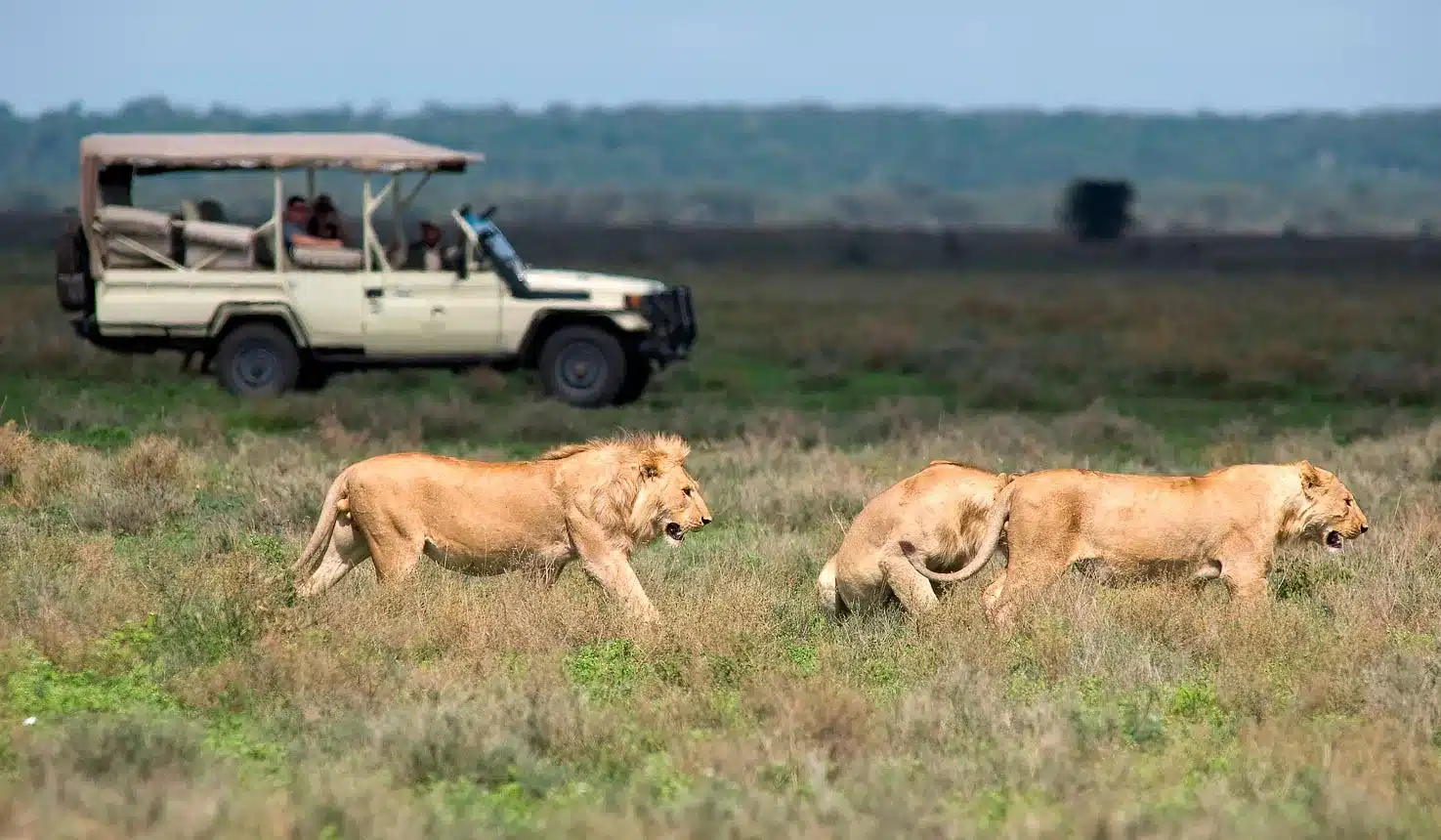 Why Don't Lions Attack Safari Vehicles