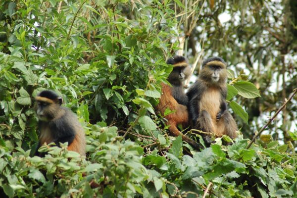Mgahinga National Park Safari Experience