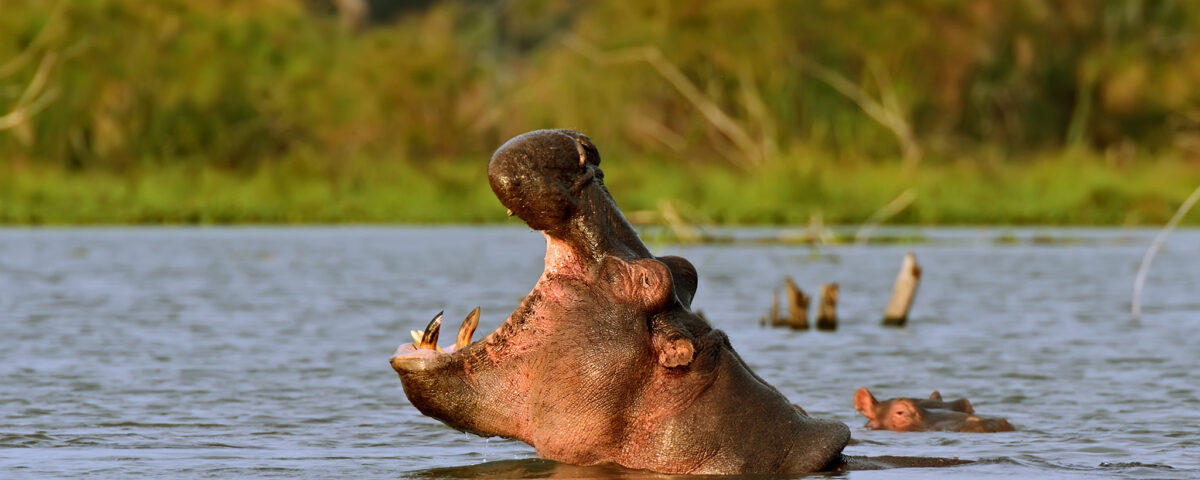 Safari Experience in Queen Elizabeth National Park