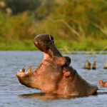 Safari Experience in Queen Elizabeth National Park