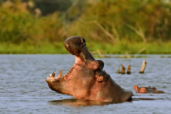 Safari Experience in Queen Elizabeth National Park
