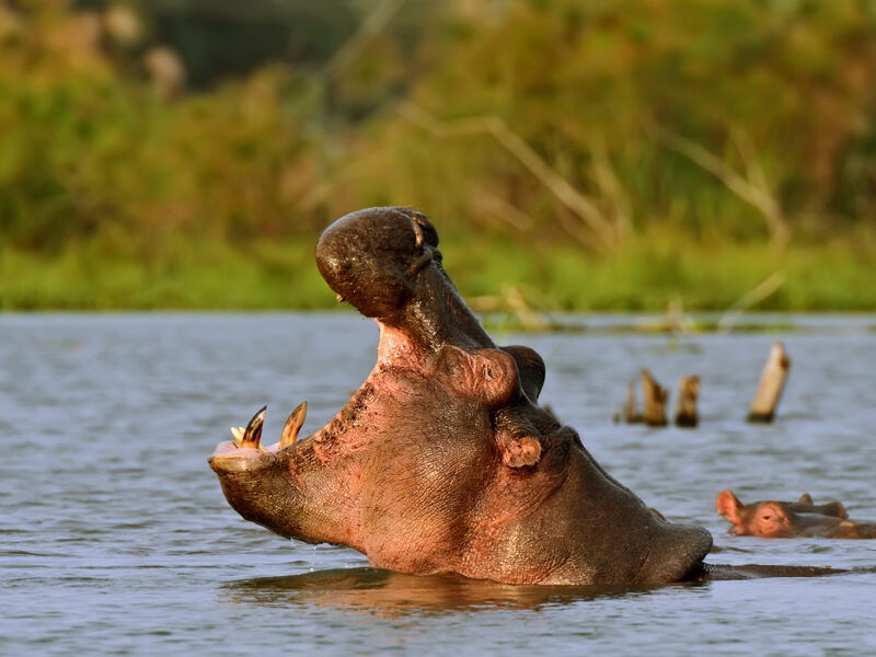 Safari Experience in Queen Elizabeth National Park