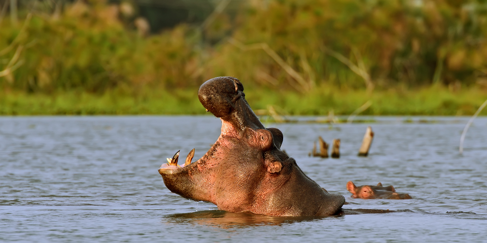 Safari Experience in Queen Elizabeth National Park