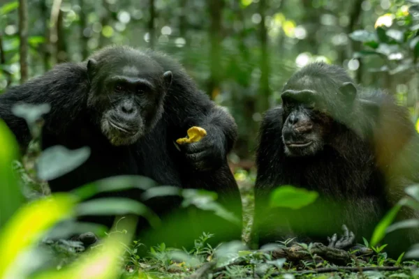 kibale-chimps001341-1200x800