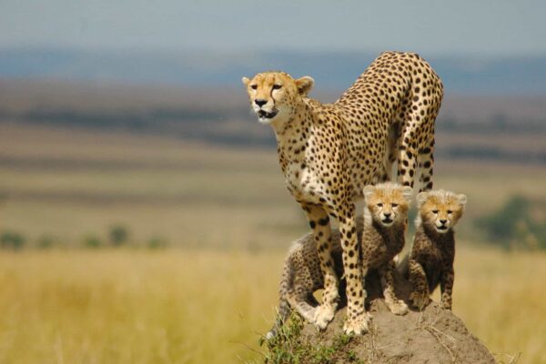 kidepo National Park