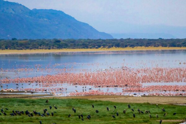  Lake Manyara National Park
