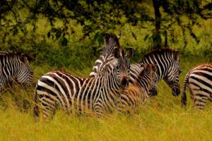 Lake Mburo National Park