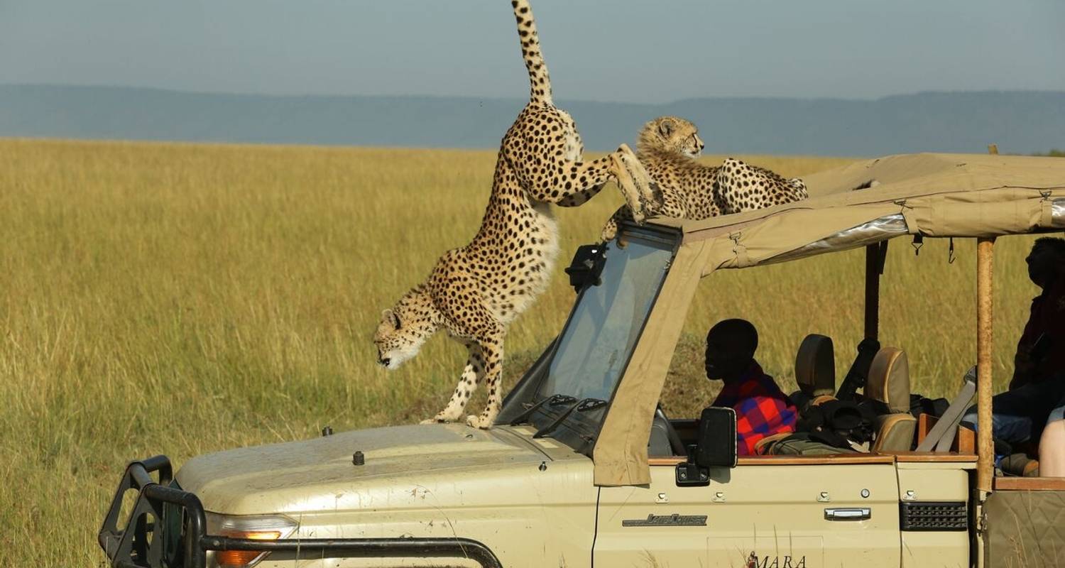 Kenya Wildlife Safaris