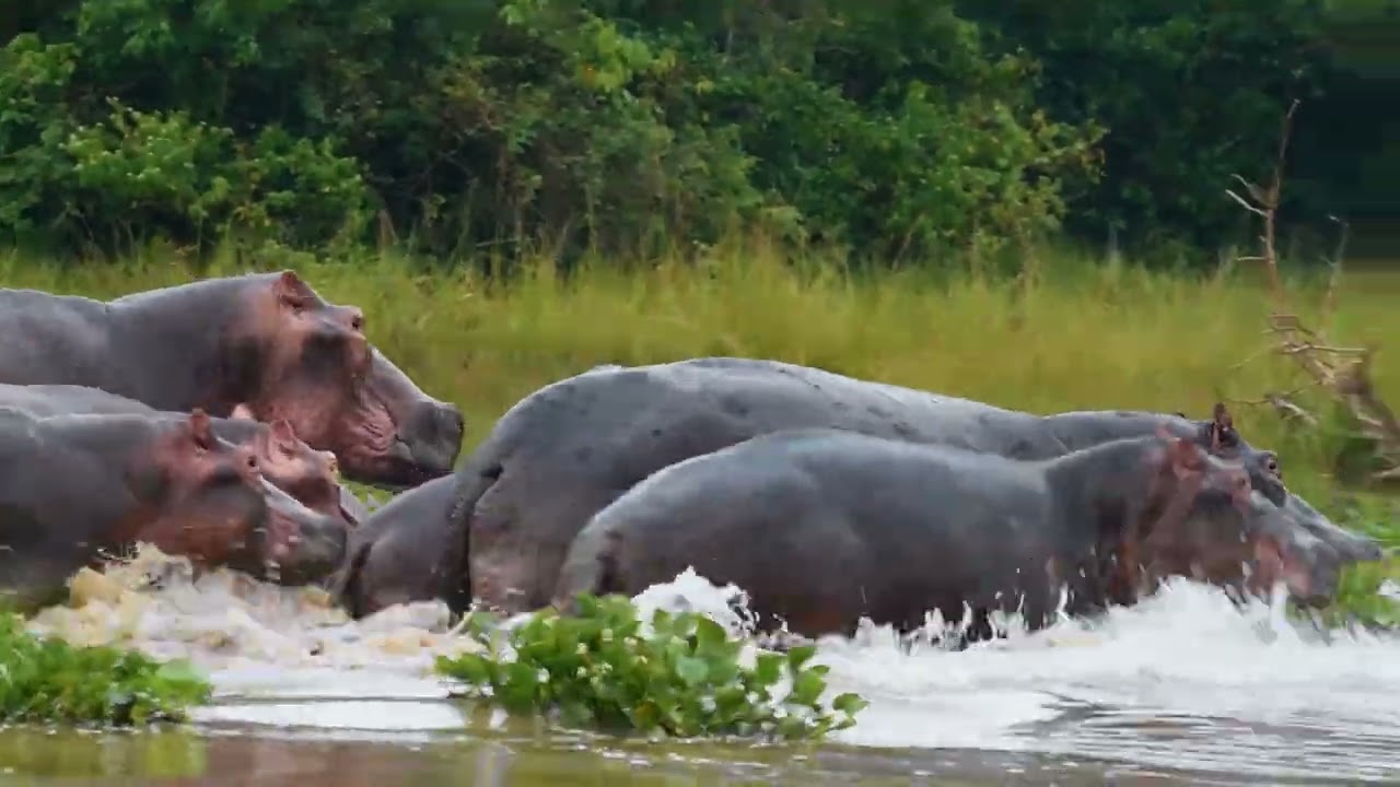 wildlife