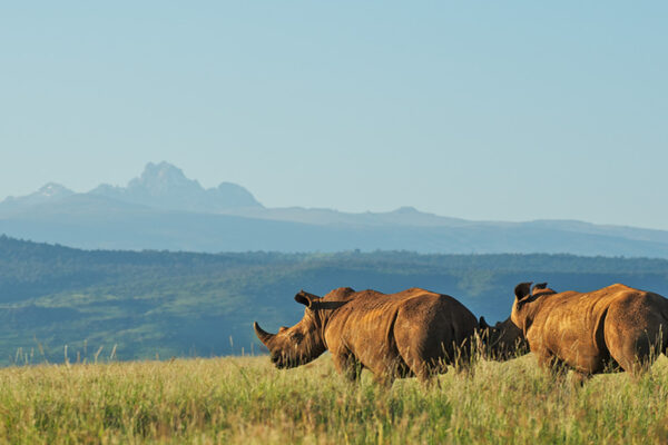 Mt Kenya National Park