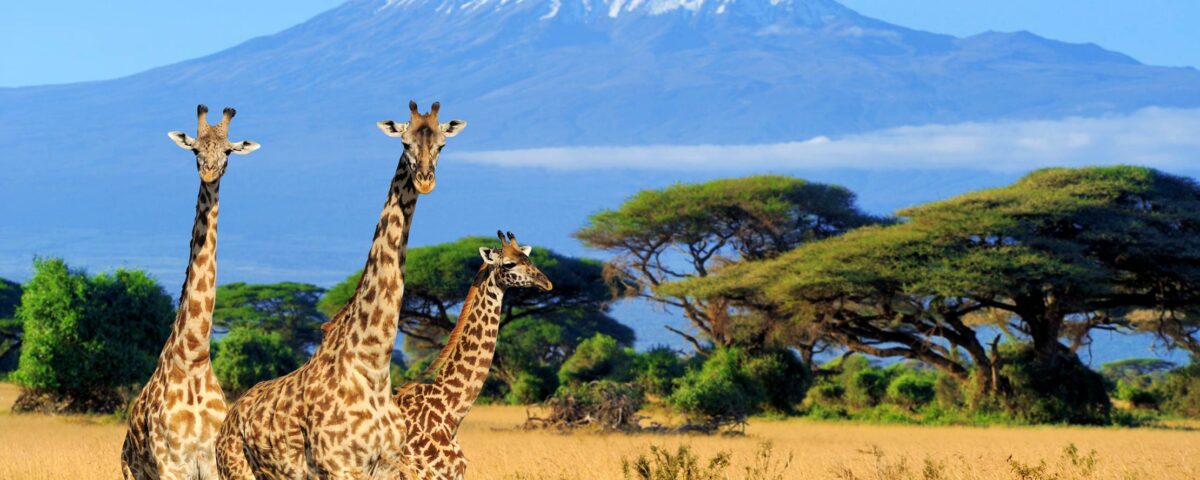 Giraffe at Wildlife Safari