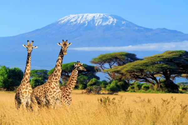 Tanzania Wildlife Safari