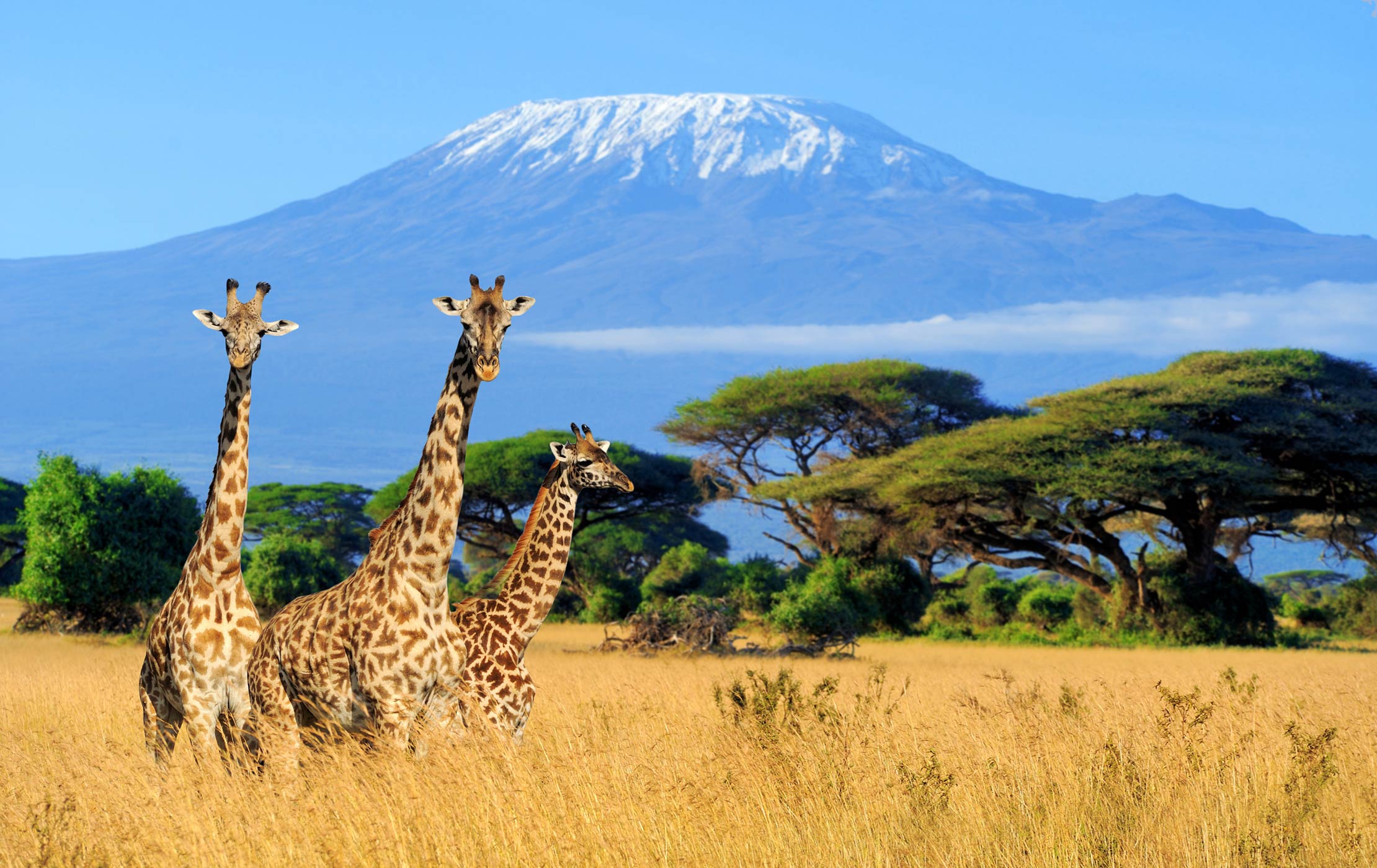 Mt Kilimanjaro National Park