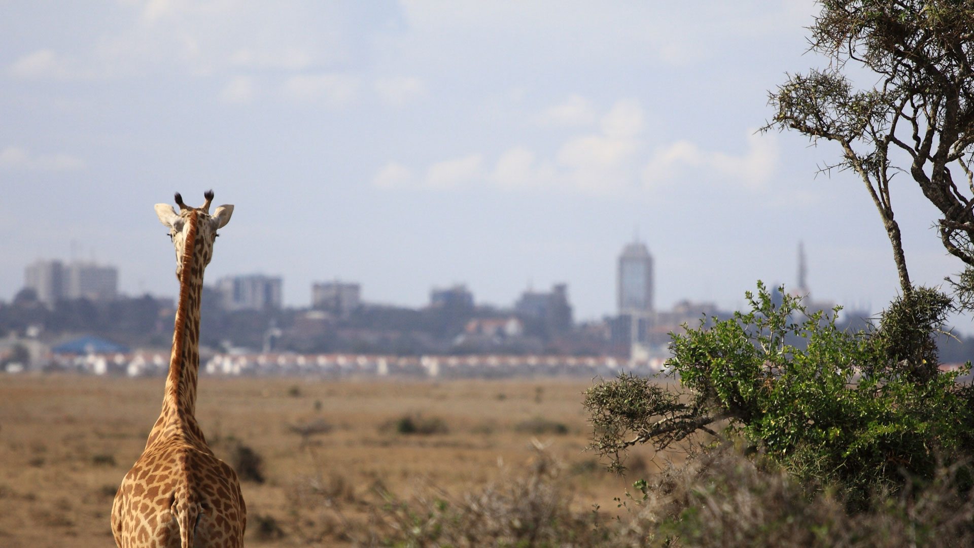Nairobi National Park