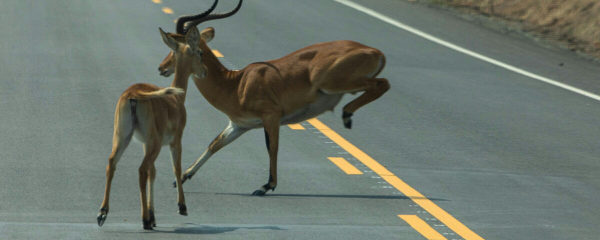 Luxury Uganda Safaris in 2026 