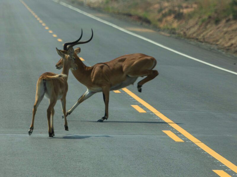 Luxury Uganda Safaris in 2026 