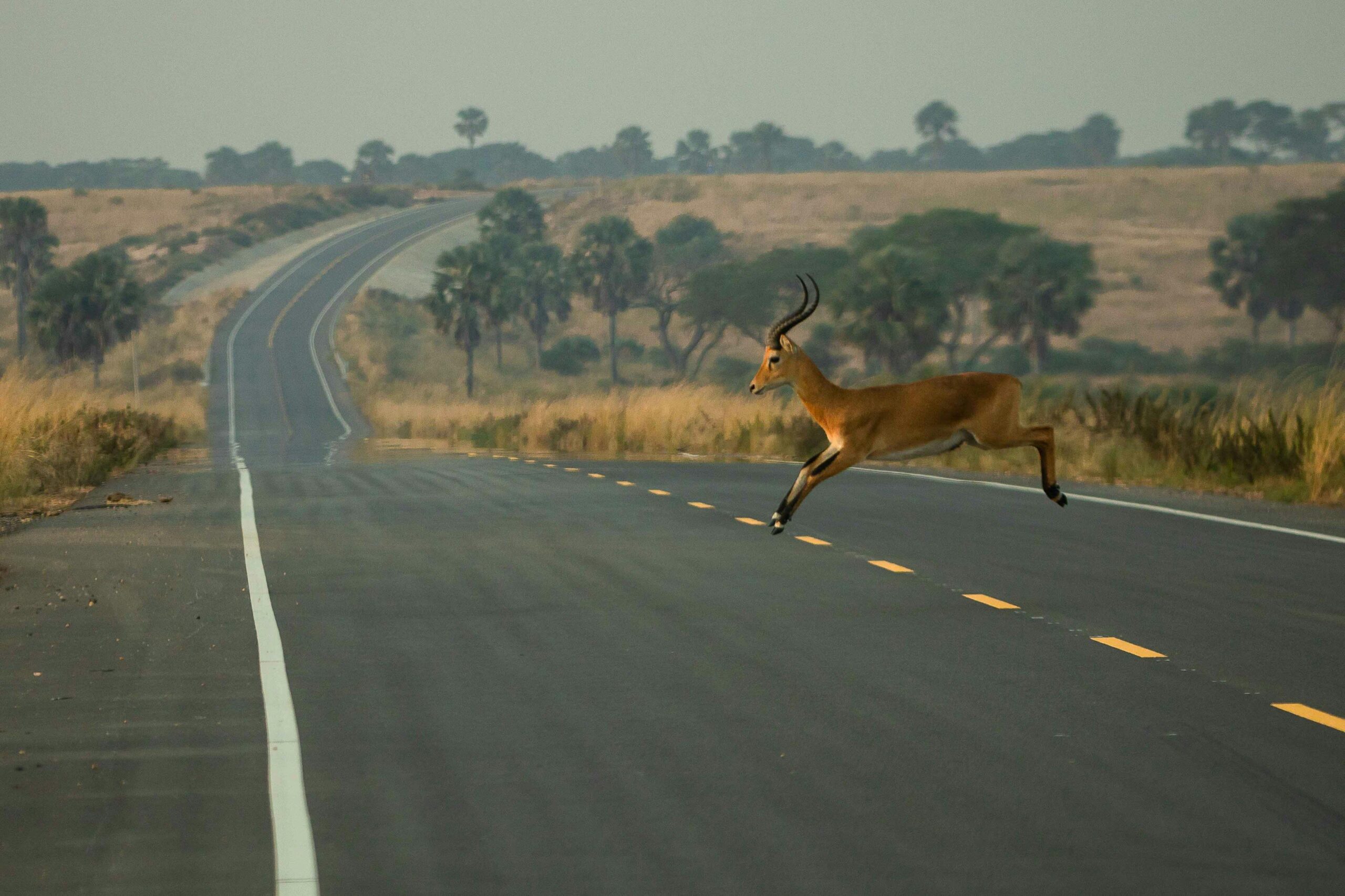 Travel Tips and Culture in Uganda 