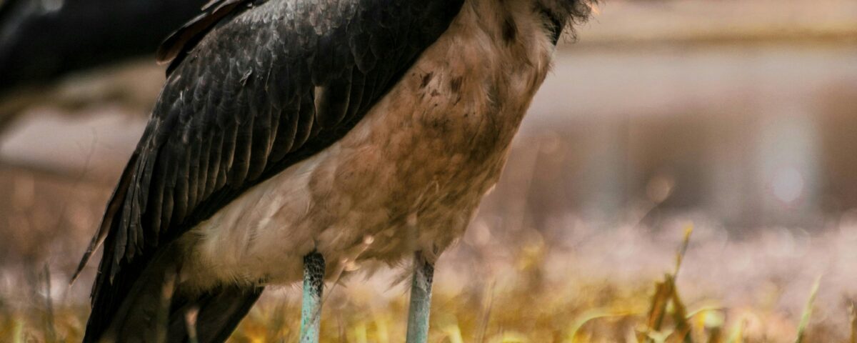 The Marabou Stork in Uganda