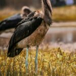 The Marabou Stork in Uganda