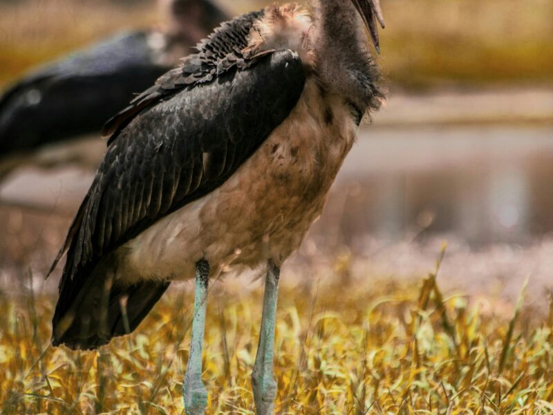 The Marabou Stork in Uganda