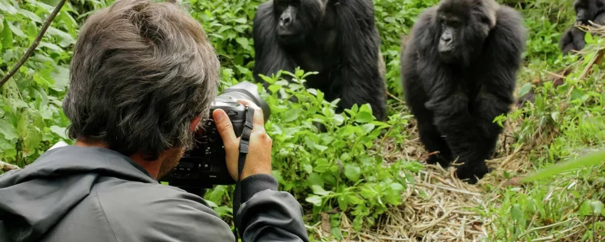 Life of a Gorilla Family in Bwindi