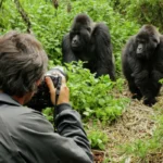 Life of a Gorilla Family in Bwindi
