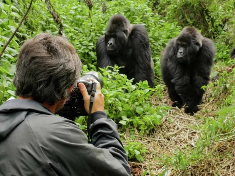 Short Rwanda Safaris