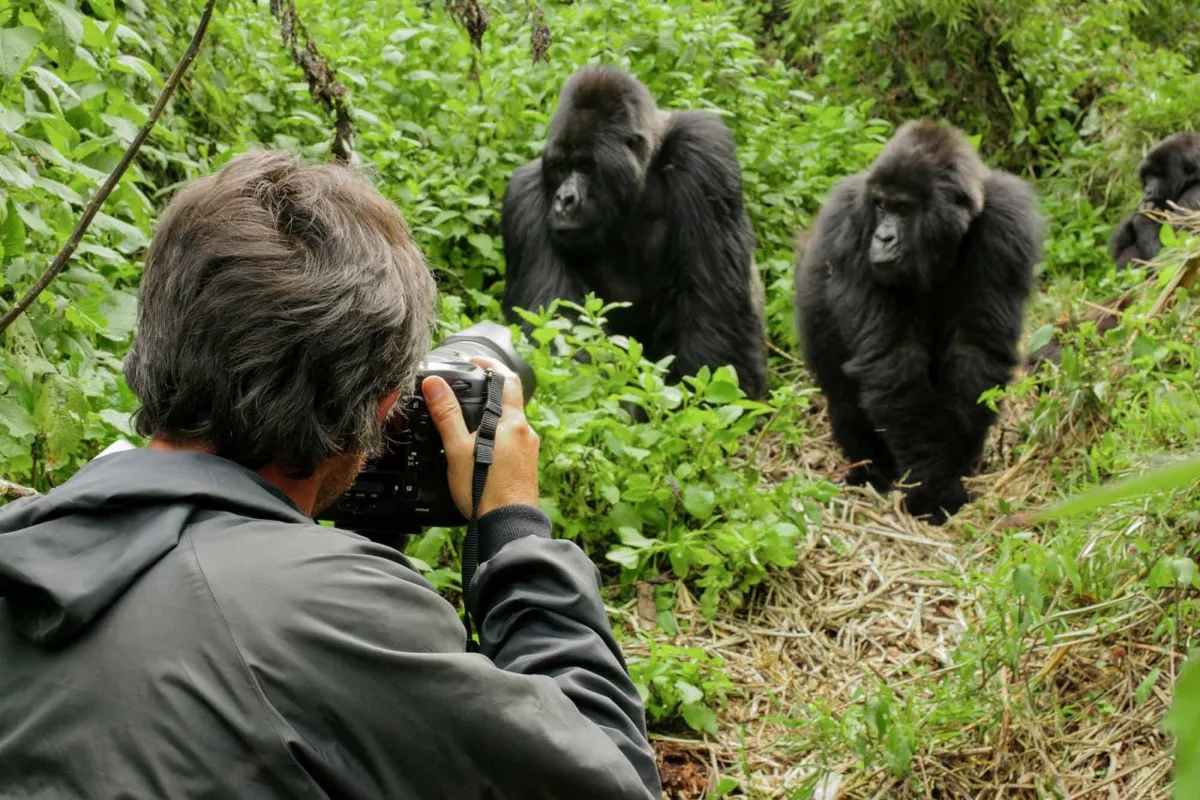 Life of a Gorilla Family in Bwindi