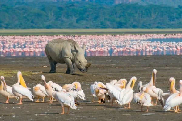 Lake Nakuru National Park  