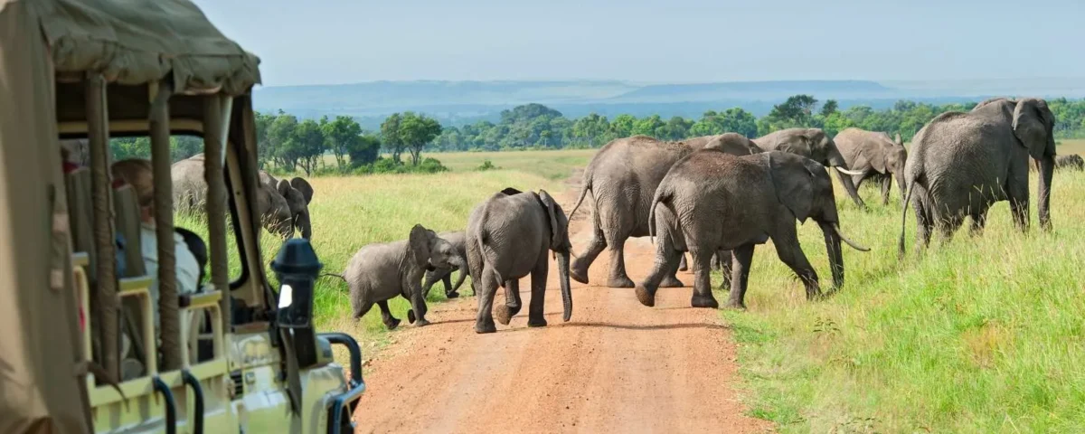 Travellers on game drive