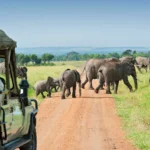 Travellers on game drive