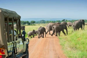 Travellers on game drive