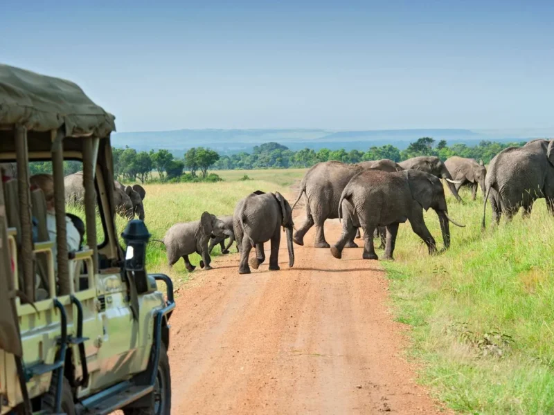 Travellers on game drive