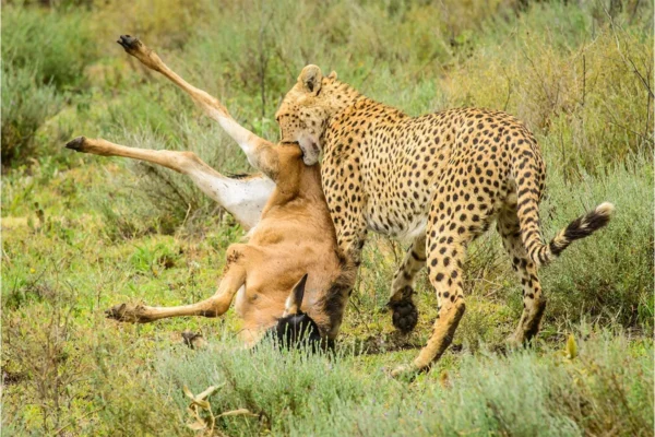 Wildlife Tours Experiences with Nyenge Uganda Tours