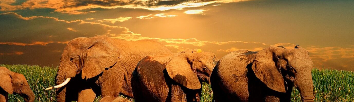 Africa Tour Packages