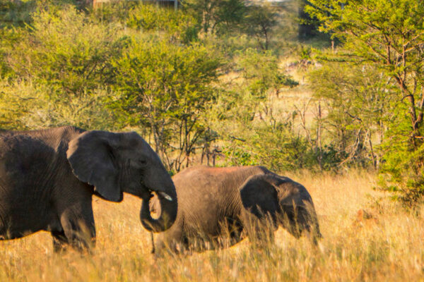 tanzania Mid-Range Safari