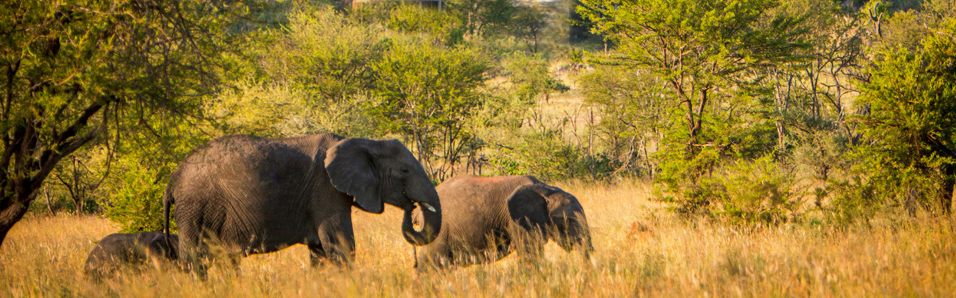 tanzania Mid-Range Safari