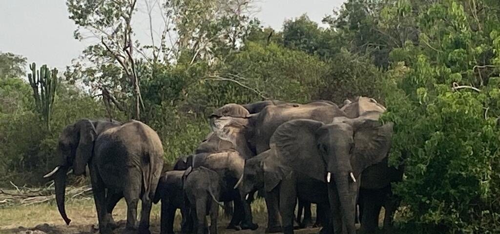 Elephants in Queen Elizabeth National Park