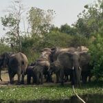 Elephants in Queen Elizabeth National Park