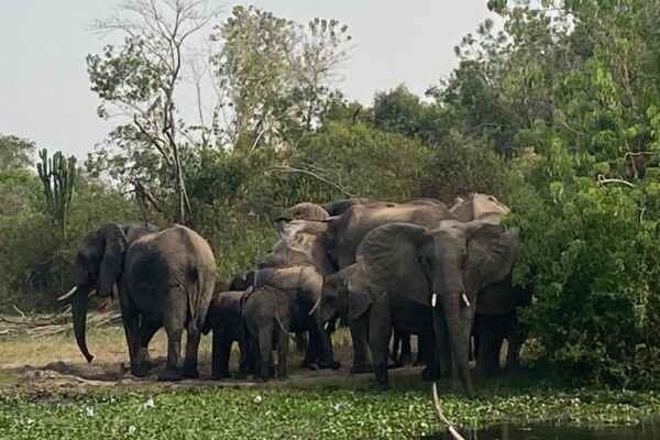 Safari Experience in Queen Elizabeth National Park