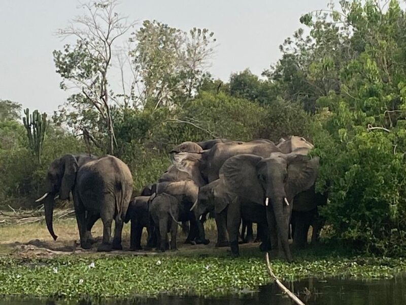 Elephants in Queen Elizabeth National Park