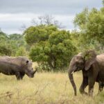 10-Day Uganda Big Five Safari