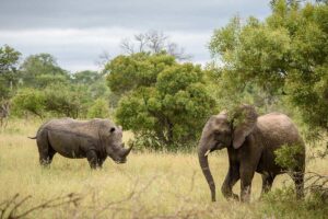 10-Day Uganda Big Five Safari