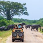Uganda Safaris