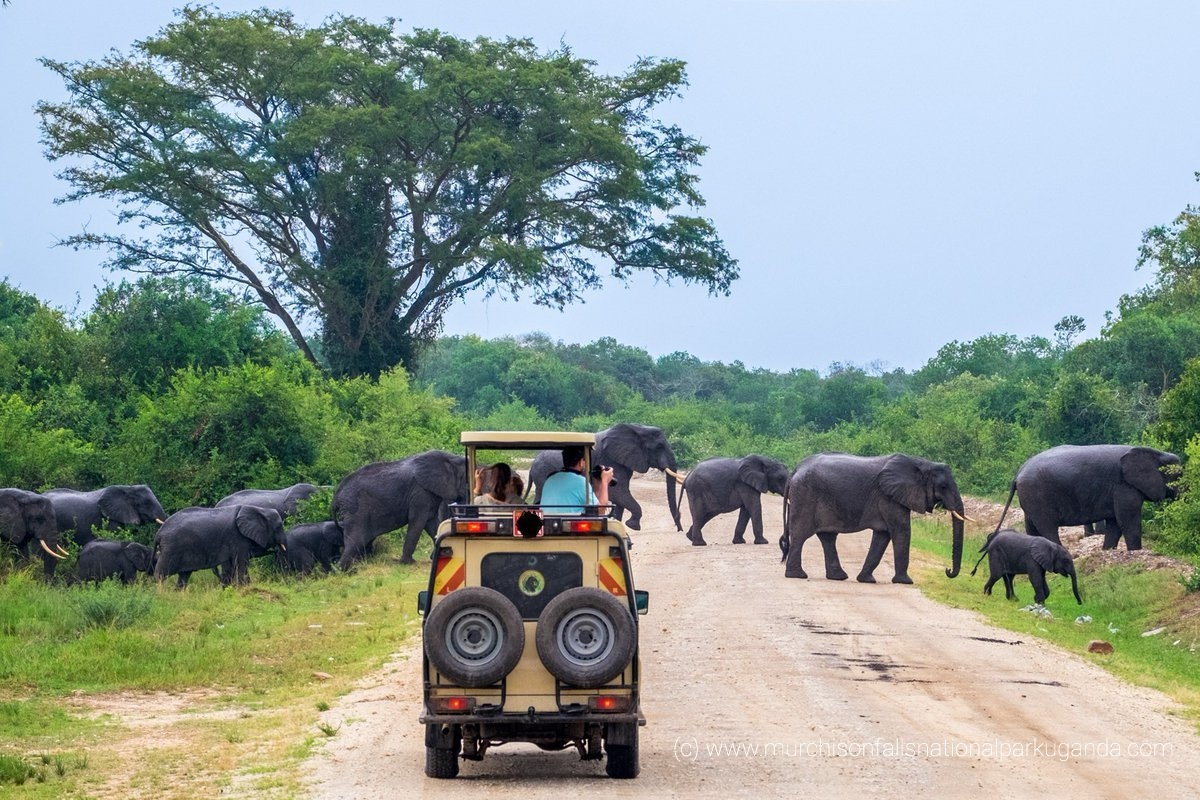 Uganda Safaris