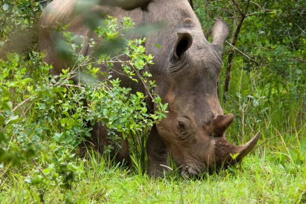 Ziwa Rhino Sanctuary 